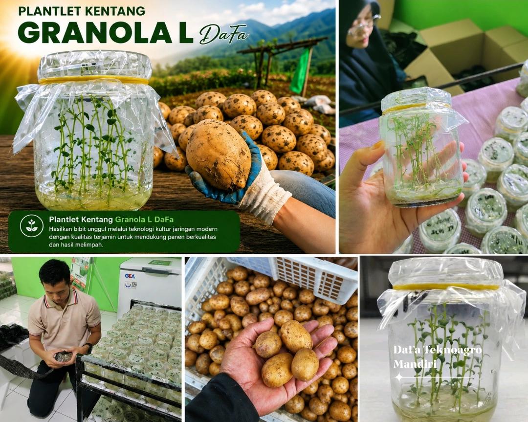 Plantlet kentang varietas Granola L DaFa — dari lab kultur jaringan hingga panen kentang