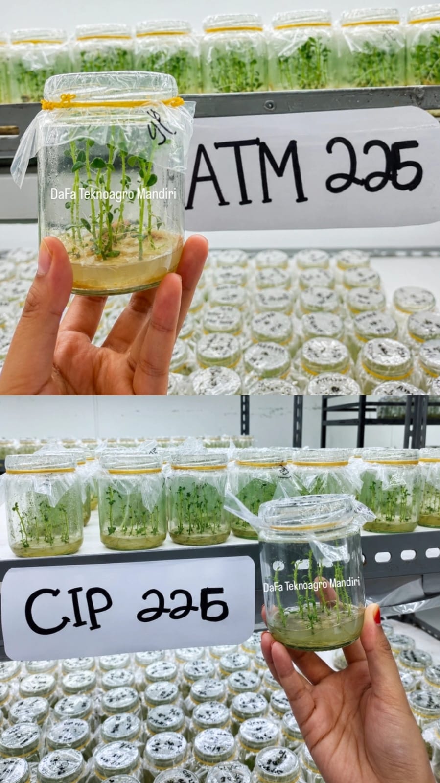 Plantlet kentang Atlantik Malang dengan label ATM 225